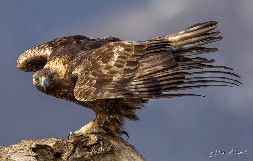 Special Species Campaign to Save San Diego County’s Golden Eagles