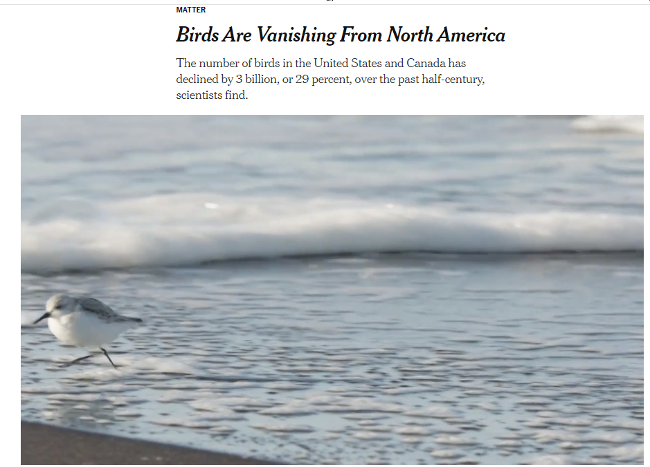 Birds Are Vanishing From North America