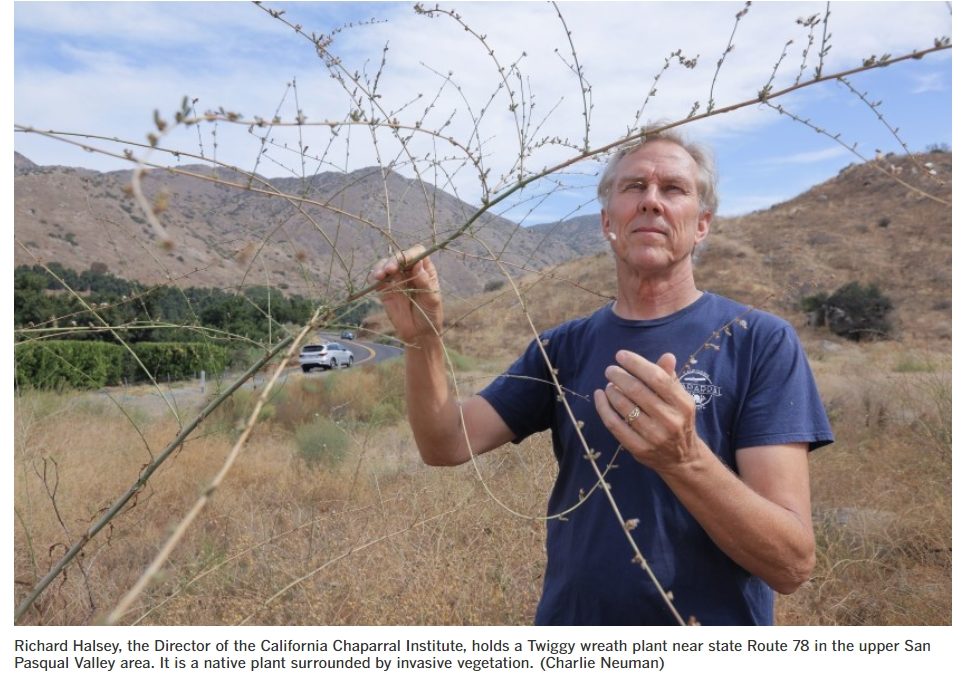 Will Cal Fire’s plan to rip out vegetation in San Diego lead to an explosion in flammable invasive grasses?
